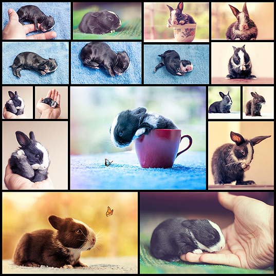 baby-bunnies-growing-up-arefin-ashraful18