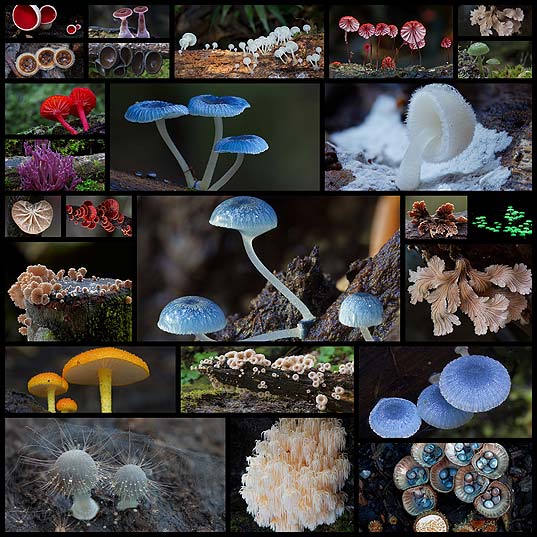 mushroom-photography-steve-axford-australia