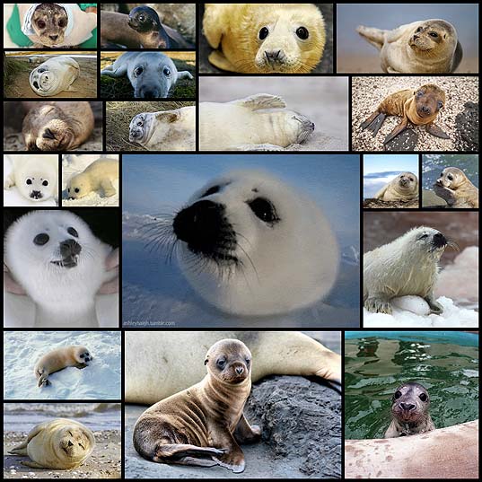 21-Sea-Puppies-Who-Love-You-Very-Much