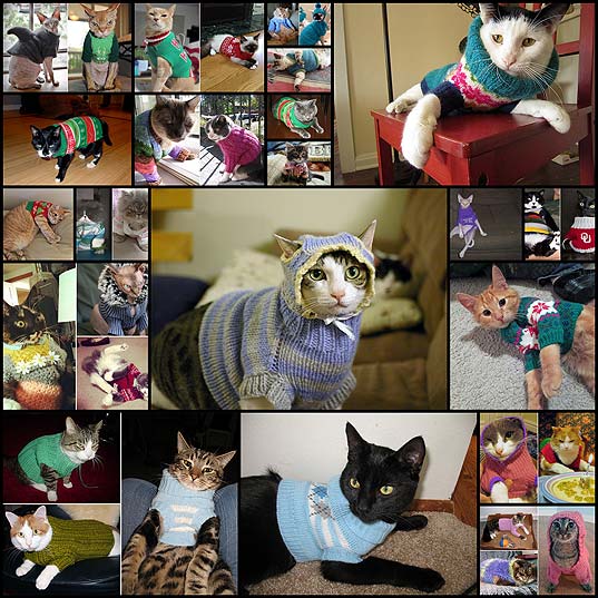 Cats-In-Sweaters