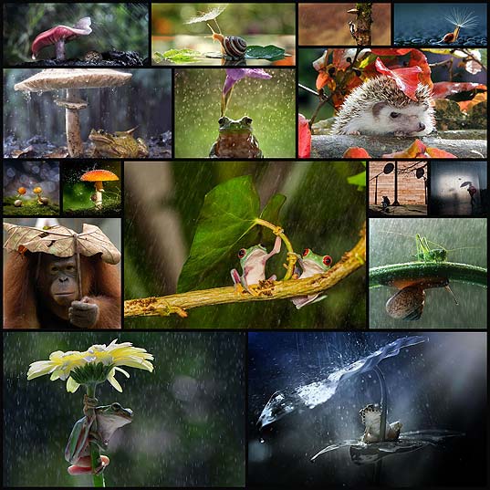 amazing-photos-of-animals-with-natural-umbrellas18