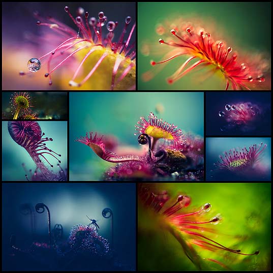 Joni-Niemelä’s-Macro-Photographs-Capture-Carnivorous-Plants’-Alien-Like-Structures---OddPad