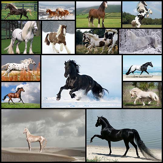 15-самых-удивительных-пород-лошадей--SuperCoolPics