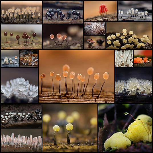 Alien-Forest-Amazing-Macro-Photography-of-Slime-Molds--Design-Swan