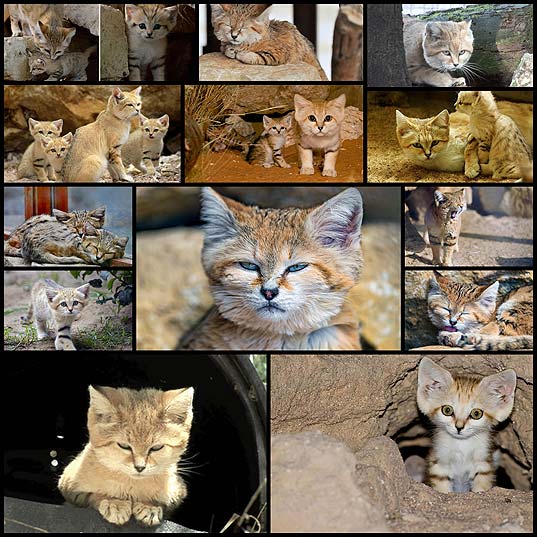 Sand-Cats-Where-The-Adults-Are-Kittens-And-The-Kittens-Are-Also-Kittens--Bored-Panda