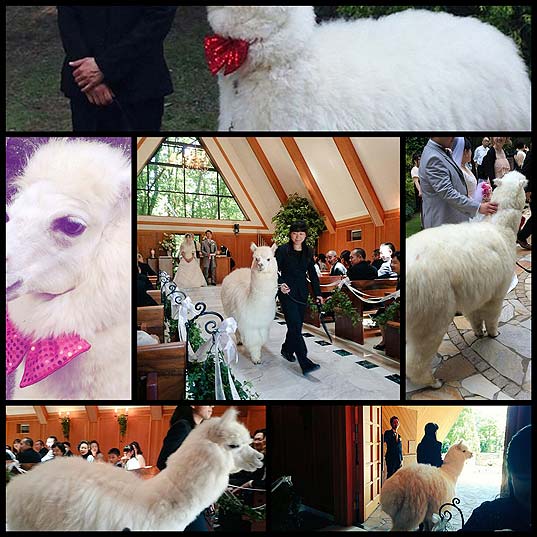 Unique-Wedding-Hall-In-Japan-Will-Lend-You-An-Alpaca-As-Your-Witness-On-Your-Big-Day
