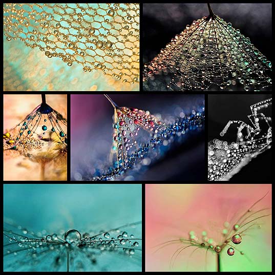 Water-Droplets-Undergo-a-Colorful-Metamorphosis-in-Macro-Photographs---My-Modern-Met