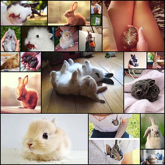 20+-Of-The-Cutest-Bunnies-Ever--Bored-Panda