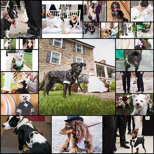 21-Adorable-Dogs-Who-Completed-The-Wedding-Day