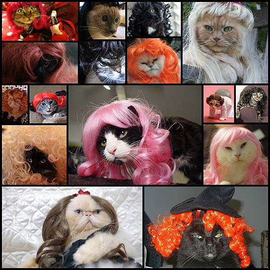 21-Cats-Wearing-Wigs
