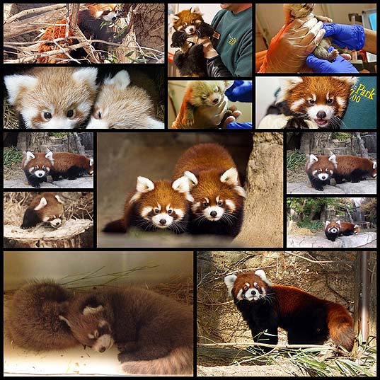 Adorable-Red-Panda-Cub-Siblings-Make-Public-Debut-At-Chicago-Zoo