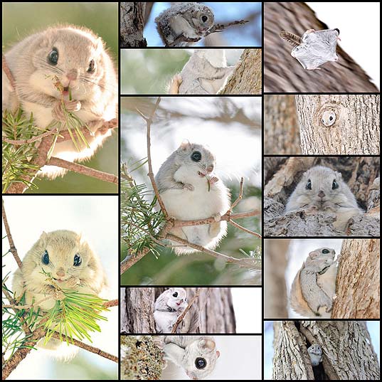 Japanese-And-Siberian-Flying-Squirrels-Are-Probably-The-Cutest-Animals-On-Earth--Bored-Panda