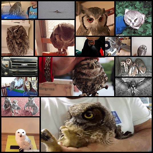 Owls-Are-Strange-But-Hilarious-Creatures-Creatures-(17-gifs)