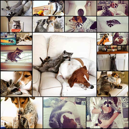 Orphaned-Raccoon-Rescued-By-Family-With-Dogs-Thinks-She’s-A-Dog,-Too--Bored-Panda