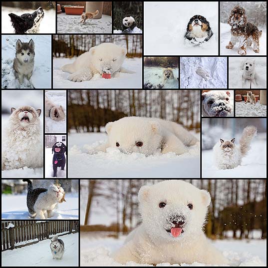 Животные,-которые-видят-снег-впервые-в-жизни