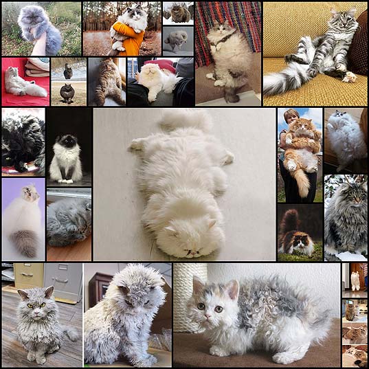 20+-Of-The-Fluffiest-Cats-In-The-World--Bored-Panda