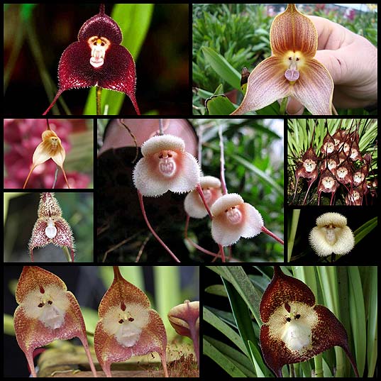 Crowds-Flock-to-Japan-to-View-Orchid-Species-Resembling-a-Monkey's-Friendly-Face---My-Modern-Met