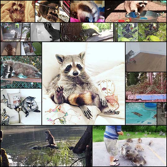 The-21-Greatest-Raccoons-Of-2015