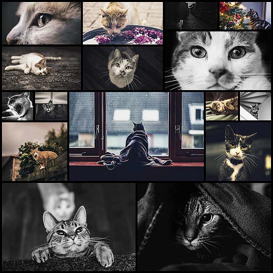 Young-Woman-Captures-Expressive-Photos-of-Cats-to-Cope-with-Insecurities-and-Bullying-Memories---My-Modern-Met