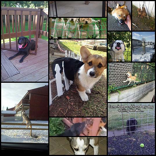 13-Dogs-Who-Just-Don't-Understand-Fences