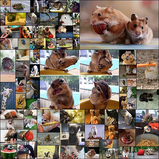 15+-Photos-Of-Animals-Eating-That’ll-Make-You-Smile--Bored-Panda