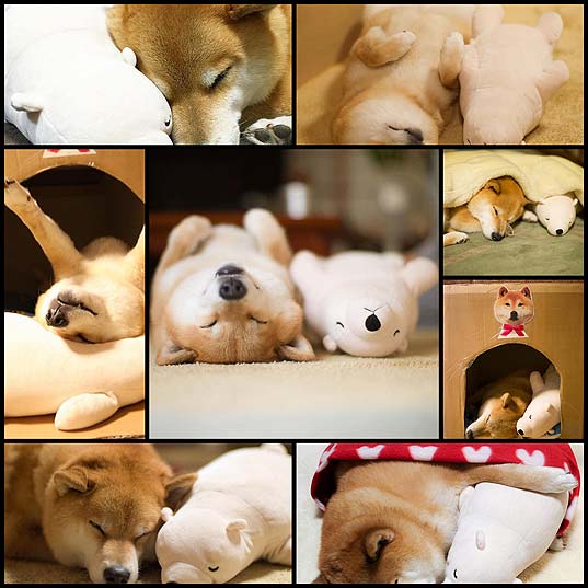 Lovable-Shiba-Inu-Always-Falls-Asleep-in-Same-Position-as-His-Look-Alike-Stuffed-Animal---My-Modern-Met