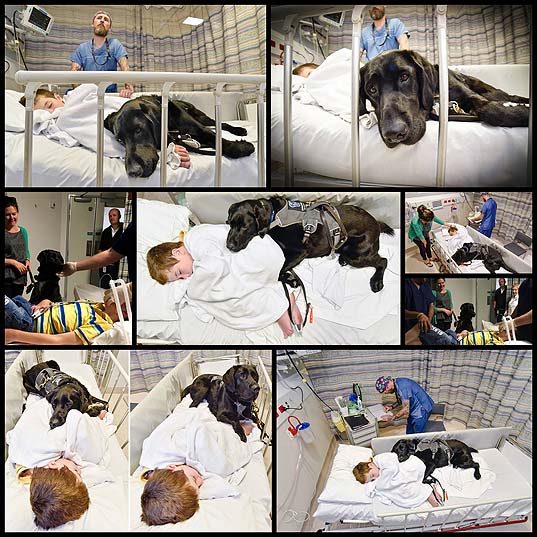 Boy's-Loyal-Dog-Refused-To-Let-Him-Go-Into-Surgery-Alone