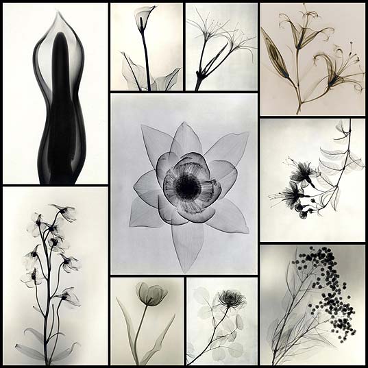 X-Ray-Photographs-From-the-1930s-Expose-the-Delicate-Details-of-Roses-and-Lilies--Colossal