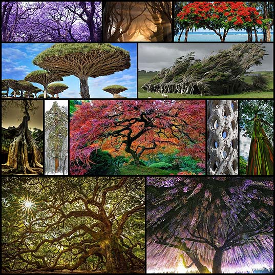 12-самых-красивых-и-удивительных-деревьев-на-Земле