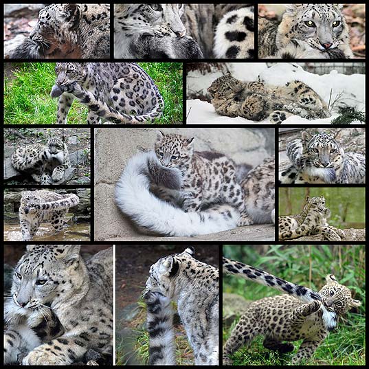 Snow-Leopards-Love-Nomming-On-Their-Fluffy-Tails-(12-Pics)--Bored-Panda