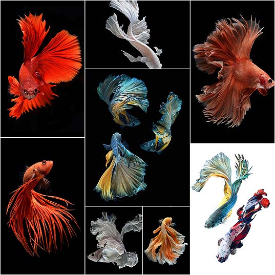 Stunning-New-Portraits-of-Siamese-Fighting-Fish-by-Visarute-Angkatavanich--Colossal