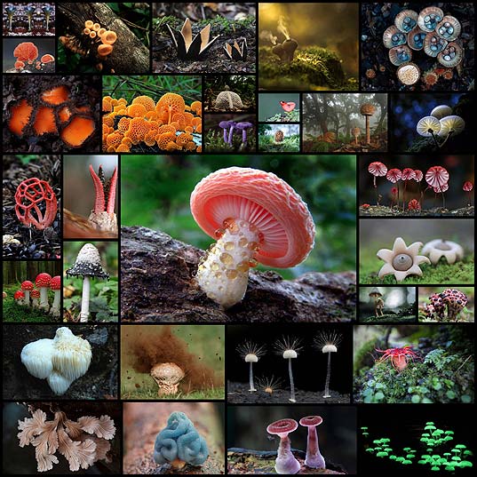 A-Fascinating-And-Colorful-World-Of-Mushrooms-(31-pics)---Izismile