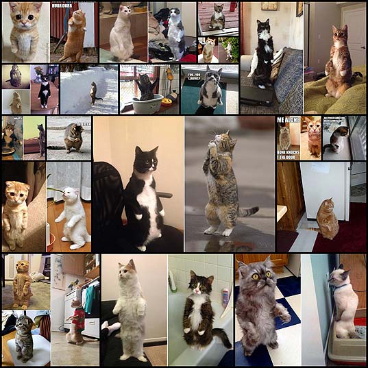 33-Cats-Awkwardly-Standing-Like-Humans-–-Pleated-Jeans