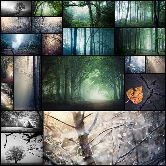 Beautiful-Photos-of-Trees-and-Woodlands-by-Matthew-Dartford