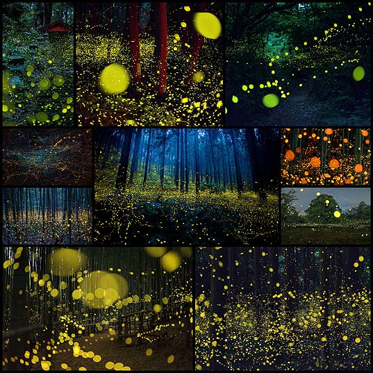 Surreal-Photos-Of-Fireflies-From-Japan’s-2016-Summer--Bored-Panda