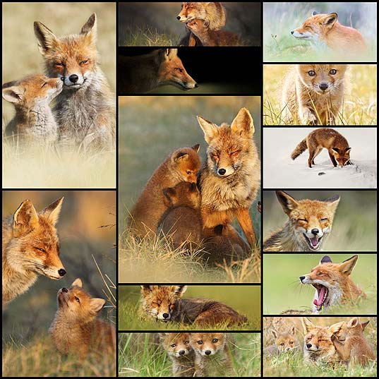 Photographer-Reveals-Rarely-Seen-Side-Of-Wild-Foxes--Bored-Panda1