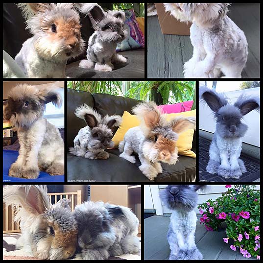 Famous-Fluffy-Eared-Rabbit-Has-a-New-Partner—And-She's-Just-as-Adorable---My-Modern-Met