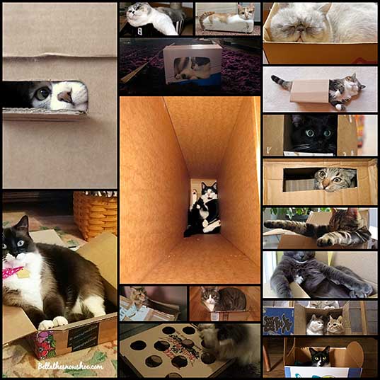 17-cats-living-their-dream-lives-in-boxes