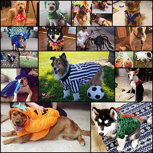 17-outrageously-cute-dog-halloween-costumes