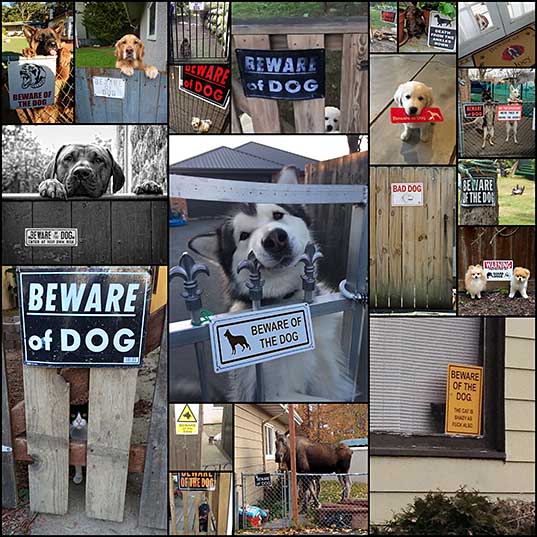 10-dangerous-dogs-behind-beware-of-dog-signs-bored-panda_1