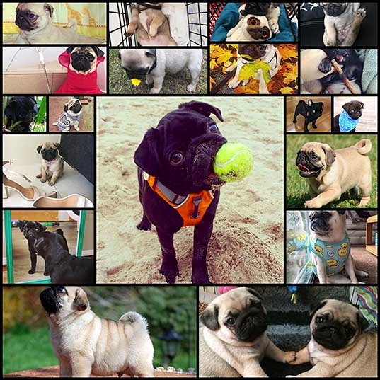 19-baby-pugs-so-ridiculously-cute-that-youll-die-from-love
