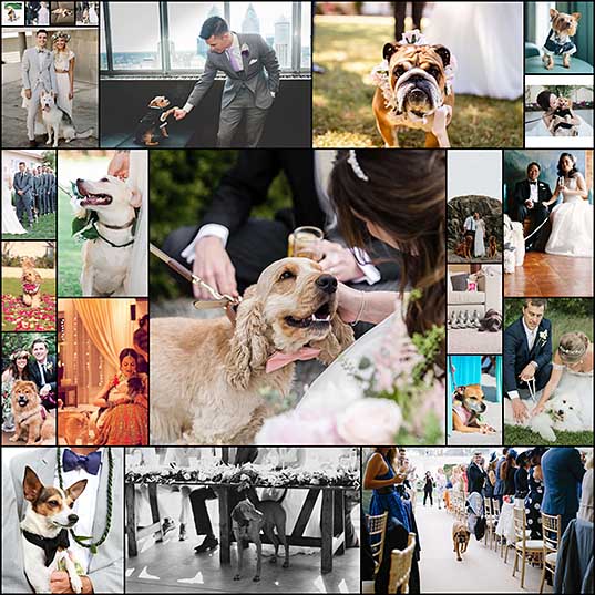 23-dogs-at-weddings-thatll-make-you-believe-in-love