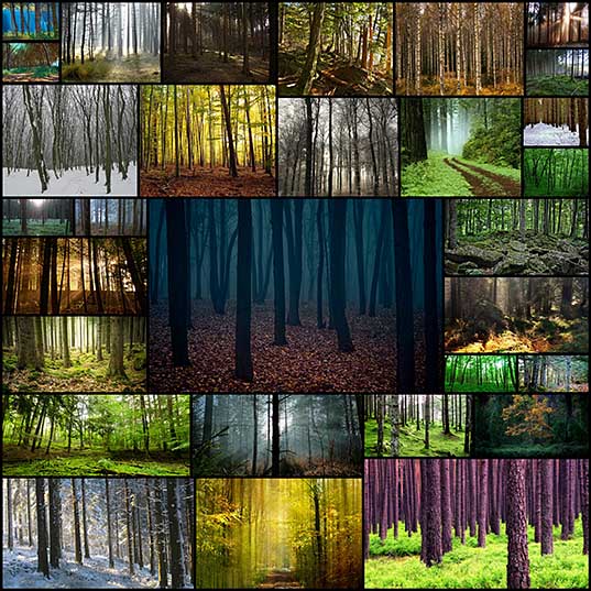 30-mystical-majestic-forest-photos-creativeoverflow