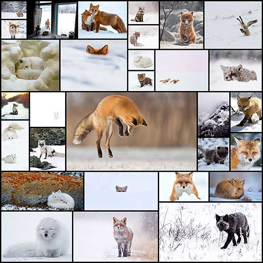 15-stunning-winter-fox-photos-thatll-make-you-fall-in-love-with-foxes-bored-panda