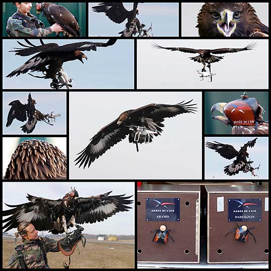 12 Majestic, Badass Photos Of Eagles Vs