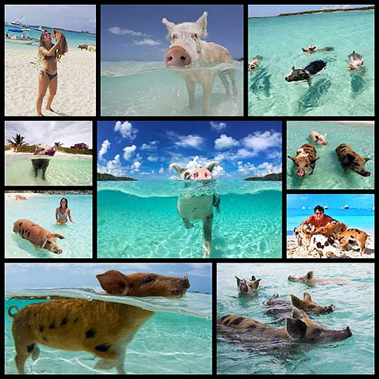 Bahamas Swimming Pigs Found Dead After Tourists Gave Them Alcohol Bored Panda1