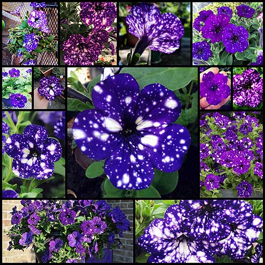 13 These “Galaxy” Flowers Are Out Of This World Bored Panda