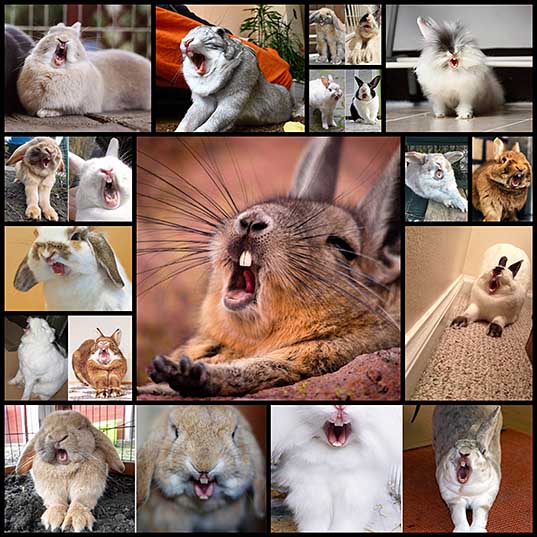 There Is Nothing More Terrifying Than a Yawning Rabbit