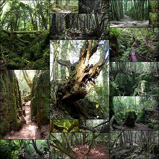 Puzzlewood – Tolkien’s Inspiration for Middle-earth ~ Kuriositas