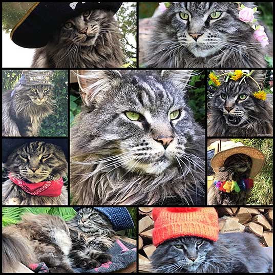Please Look At This Beautiful Maine Coon Who Likes To Wear Hats